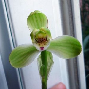 新龙梅春兰