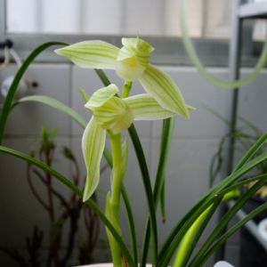 秀荷素莲瓣