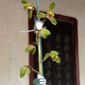 云山梅蕙兰