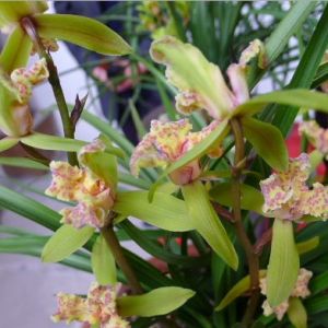 荆楚三星蕙兰