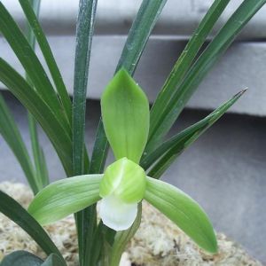 雪莲素春兰