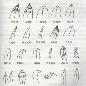 春兰十大蕊蝶特点