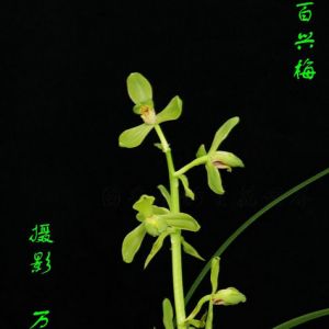 百兴梅蕙兰