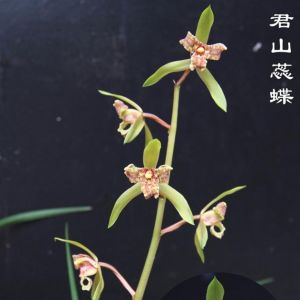 君山蕊蝶蕙兰