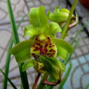 紫荆祥云(彩云梅)蕙兰