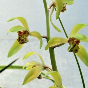 临海大荷蕙兰