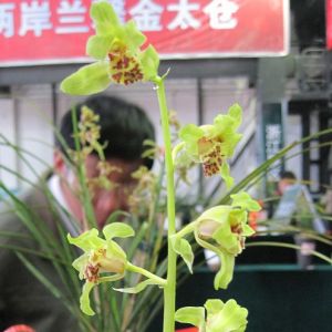 娄东云蕙兰