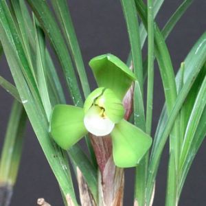 玉涛春兰