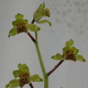 瑞云蕙兰品种特点与养护方法介绍