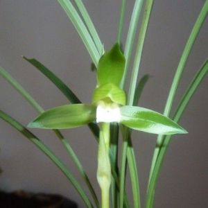 仙鹤素春兰