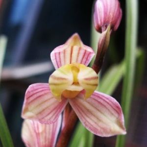 假鳞茎兰花