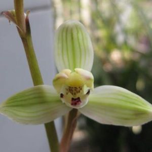 贵妃梅春剑