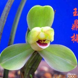 玉鼎梅春兰