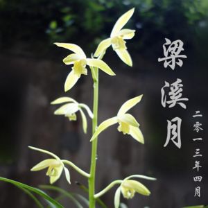 梁溪月蕙兰