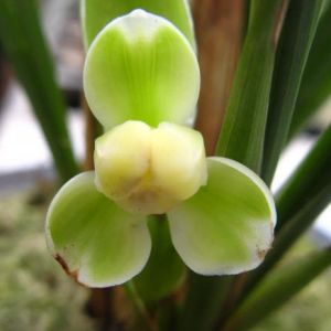 三元白梅春兰