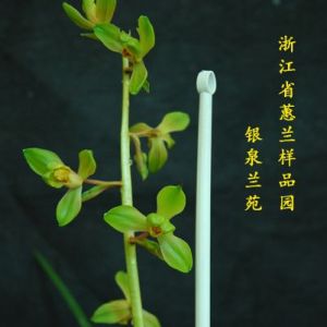 泉洲梅蕙兰