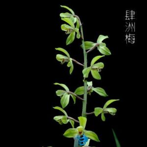 肆洲梅蕙兰