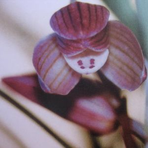 铁匠花莲瓣