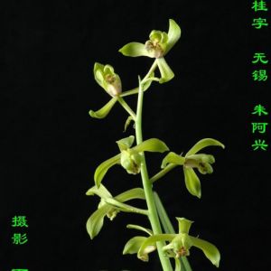 桂字蕙兰品种介绍与特点解析