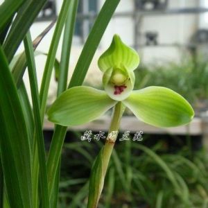 金镶翡翠春兰