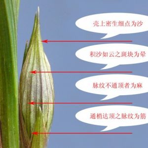 兰花筋、麻、砂、晕