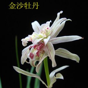 金沙牡丹莲瓣