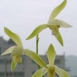上杭素建兰