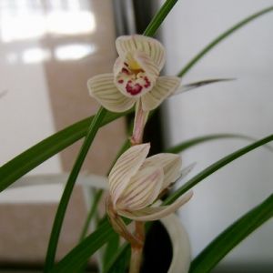 金玉巧荷莲瓣
