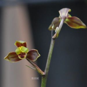 金桂梅墨兰