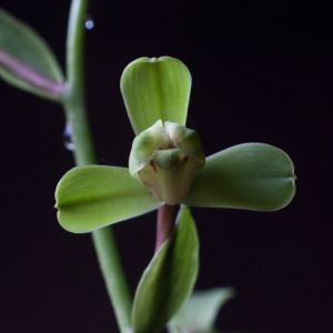 珍梅蕙兰