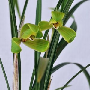 三三梅春兰