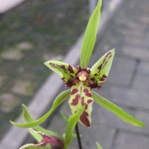 雄虎寒兰
