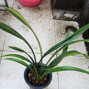 芙蓉殿墨兰