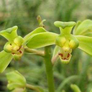 蜻蜓梅蕙兰