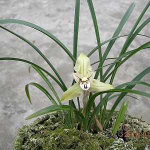 玉蝉春兰品种特点与养护方法介绍
