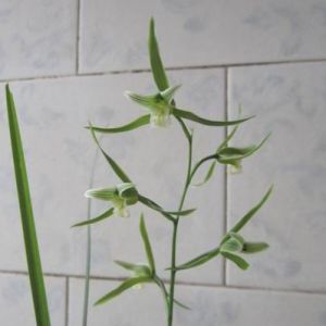 玉蝴蝶寒兰