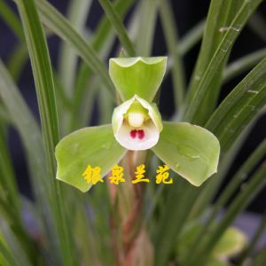 银一品春兰