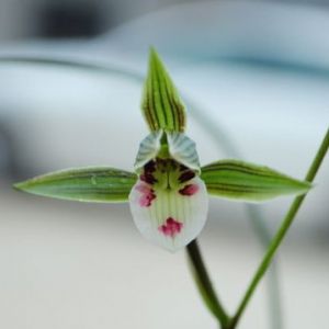 小花猫寒兰