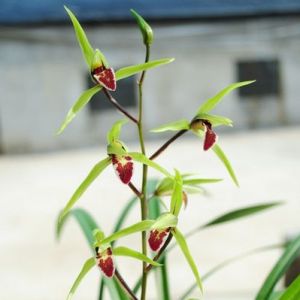 大红灯笼寒兰