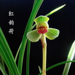 红韵荷豆瓣兰