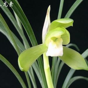 三龙素春兰