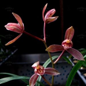 建兰一年发几次芽