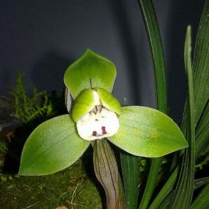 万峰荷春兰