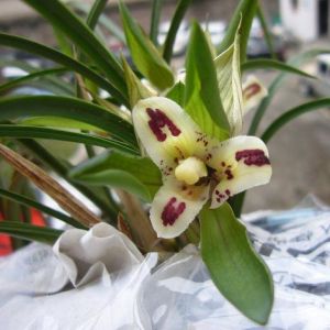 汇丰蝶春兰
