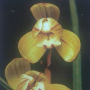 龙袍(金荷)莲瓣