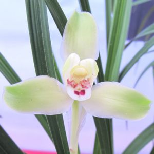 花溪白梅春兰