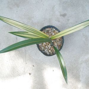 黄金万代福墨兰