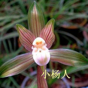 彩锦素春兰品种介绍与养护要点