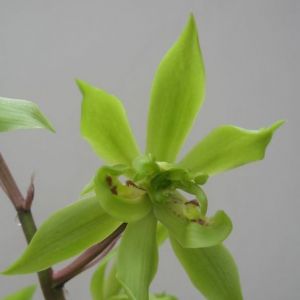 香菊蕙兰