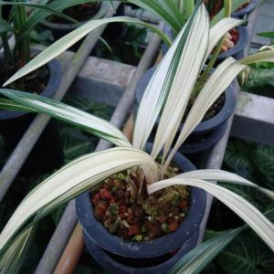 沙斑病高温季节防兰叶背针尖大小斑点